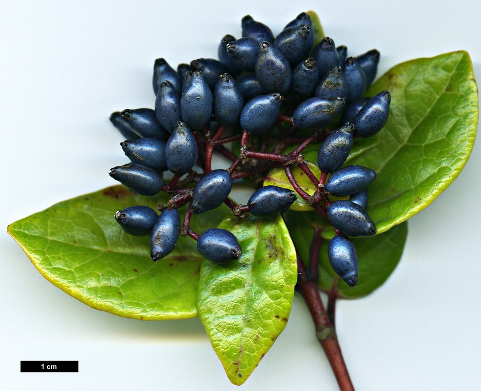 High resolution image: Family: Adoxaceae - Genus: Viburnum - Taxon: treleasei